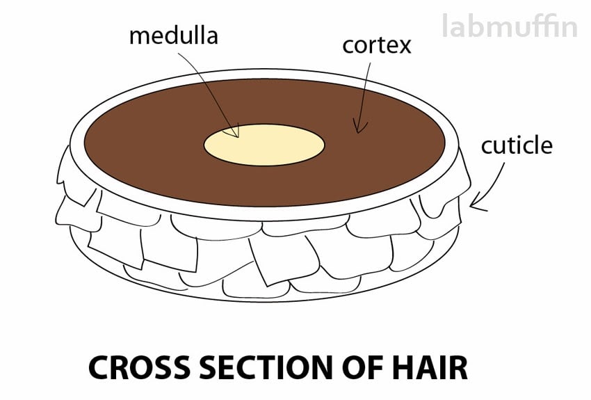 estructura de pelo de sección transversal