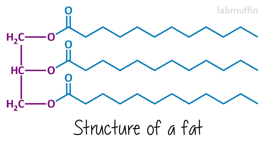 fat structure