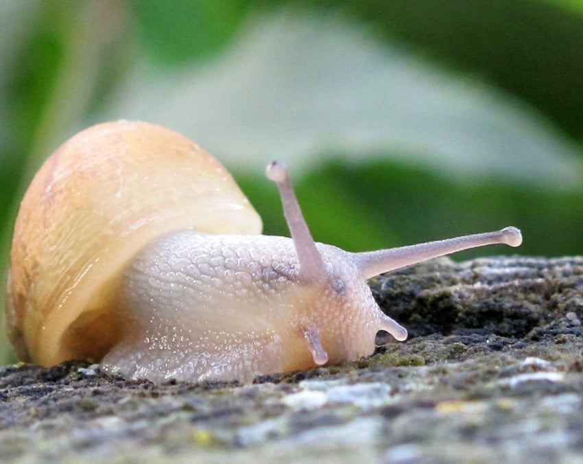 snail-slime-skincare-science-lab-muffin-beauty-science