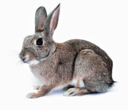 rabbit-ear-test-comedogenicity