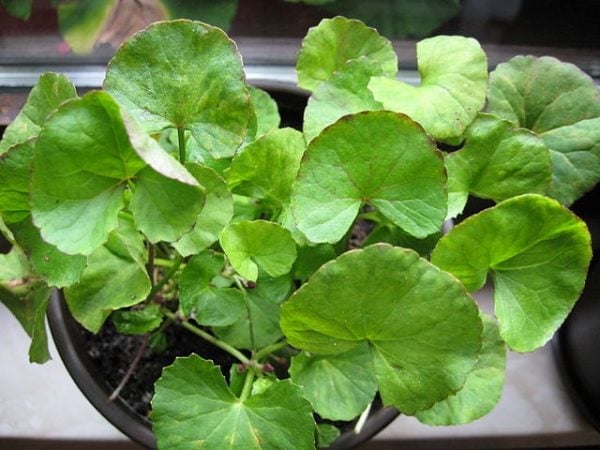 Skincare Ingredient Spotlight: Centella Asiatica