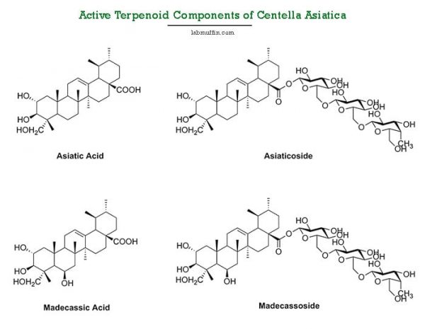 Skincare Ingredient Spotlight: Centella Asiatica