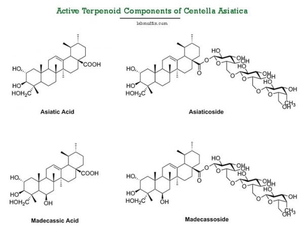 Skincare Ingredient Spotlight: Centella Asiatica