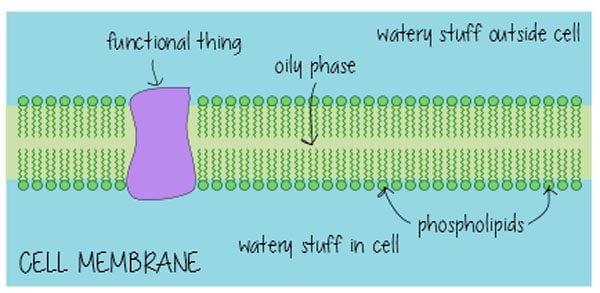 Surfactants Are Everywhere, aka Stop Being Terrified of Chemicals