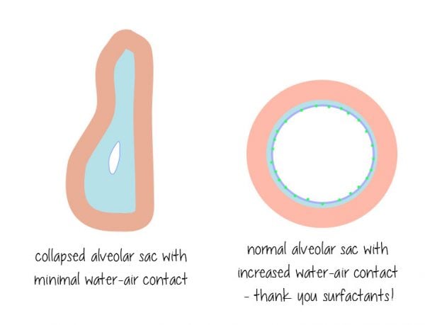 Surfactants Are Everywhere, aka Stop Being Terrified of Chemicals