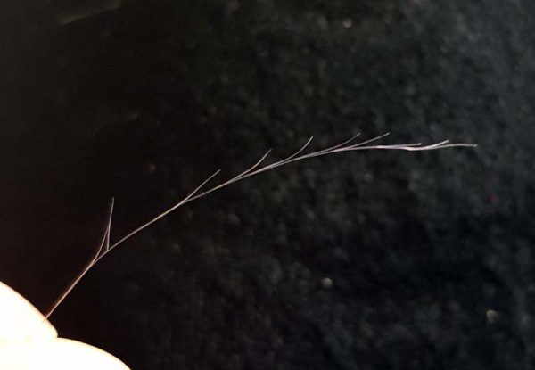 Amazing split end - What to Expect After You Bleach Your Asian Hair