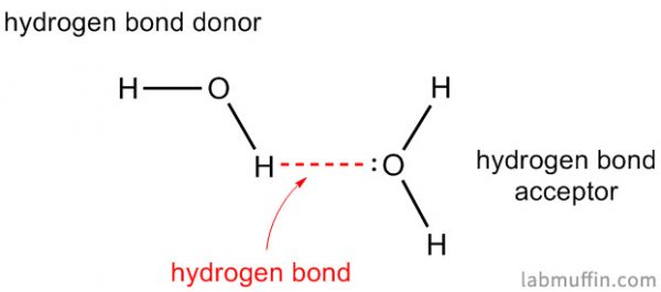 Water hydrogen bonding