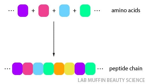 polypeptide chain in hair