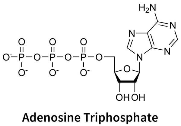 ATP structure