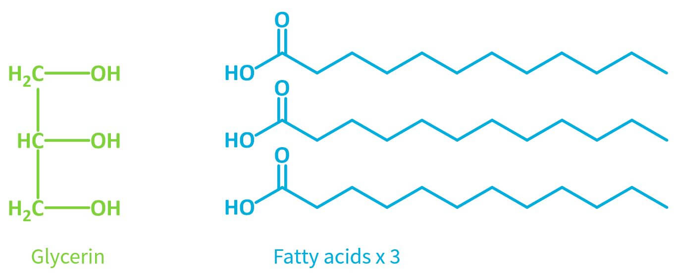 Skincare Oils and Free Fatty Acids The Science Lab Muffin Beauty Science