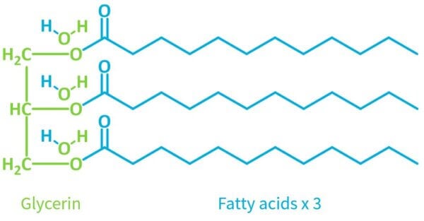 triglyceride formation