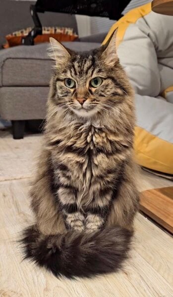 beautiful cat posing