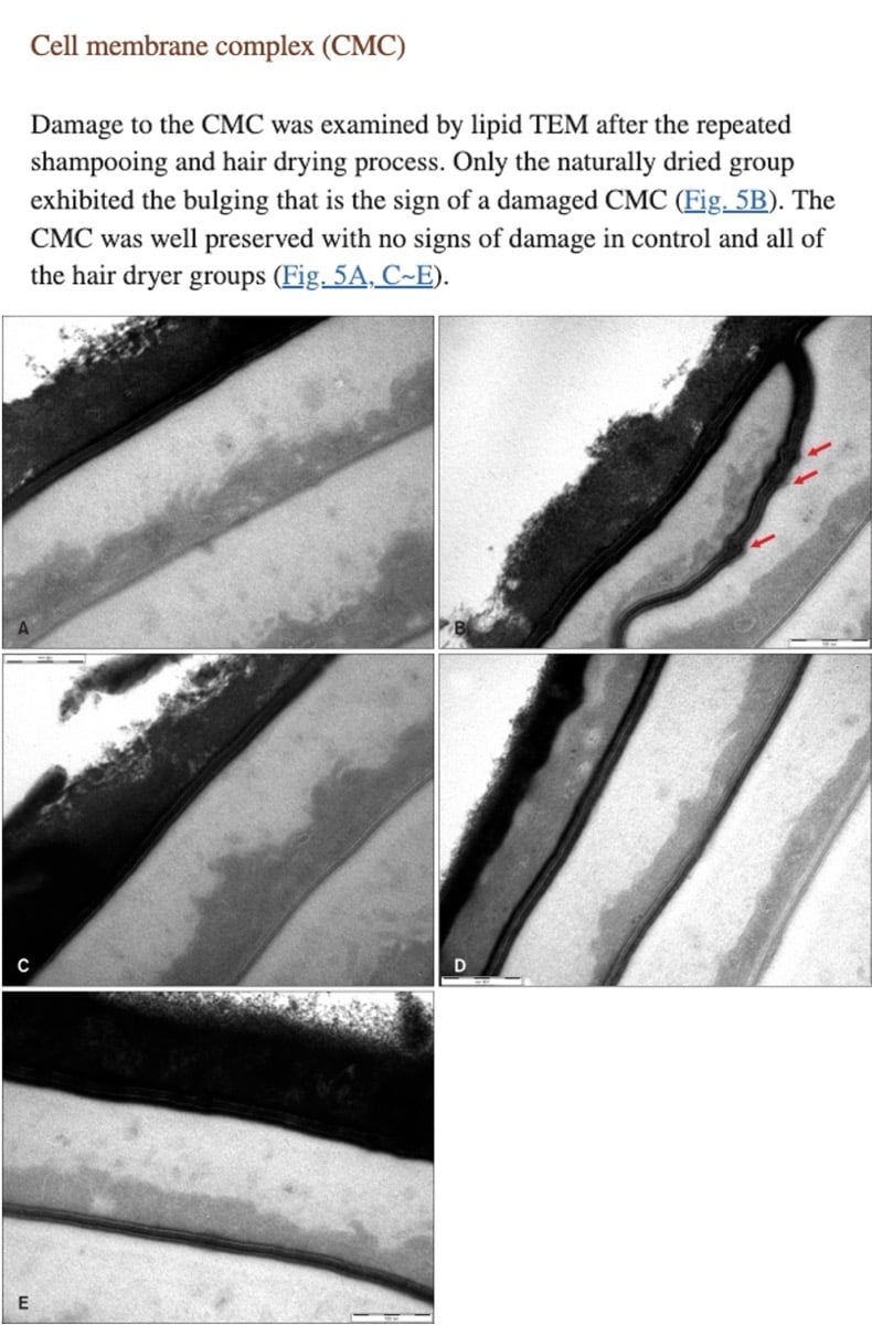 Lee et al 2011 hair bulges